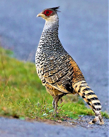 cheer_pheasant