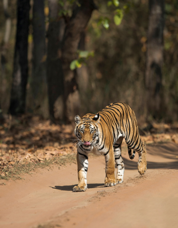 Tiger Safari Madhya Pradesh