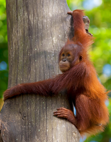 borneo wildlife holidays