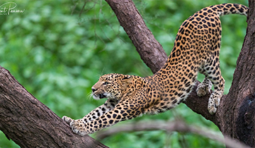 tiger photography in bandhavgarh