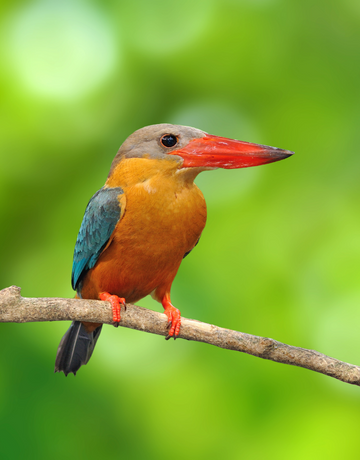 kumarakom_bird_sanctuary