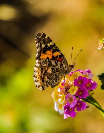 butterfly tours near me