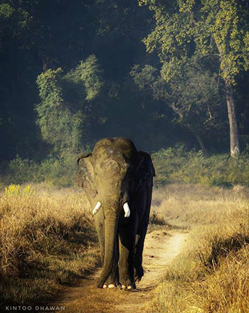 wildlife tour in jim corbett 