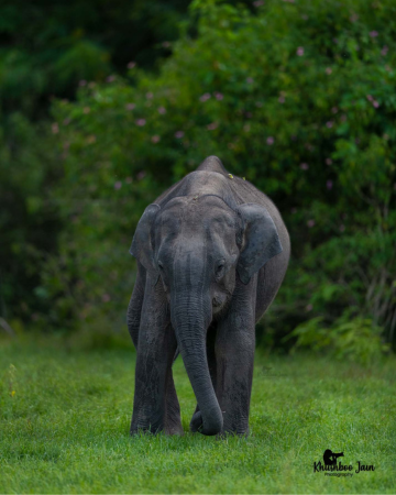 bandipur national park safar