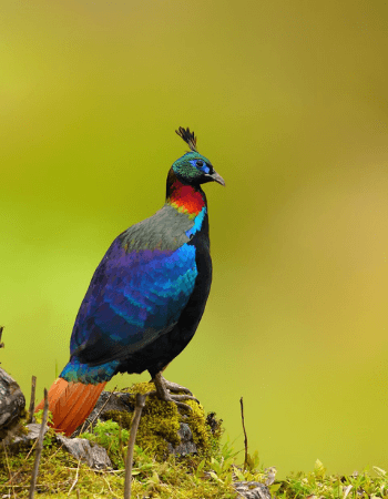 bird watching tours in chopta