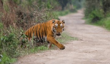 tiger safari in kaziranga