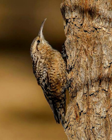 birding in desert national park