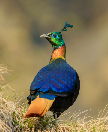 birdwatching tours in chopta valley