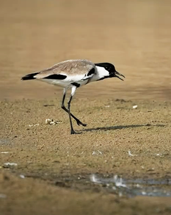 chambal birding birding tour 