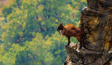 wildlife sanctuary near chopta