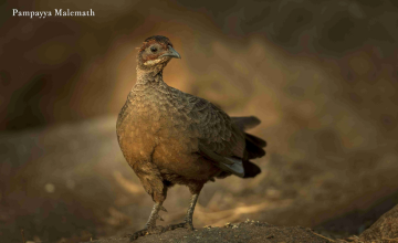 bird watching in hampi india