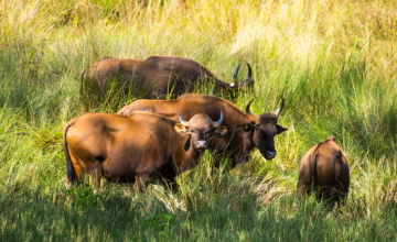 nagzira wildlife sanctuary timings