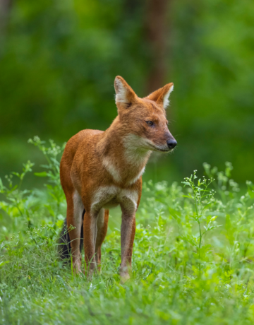 nagzira wildlife sanctuary