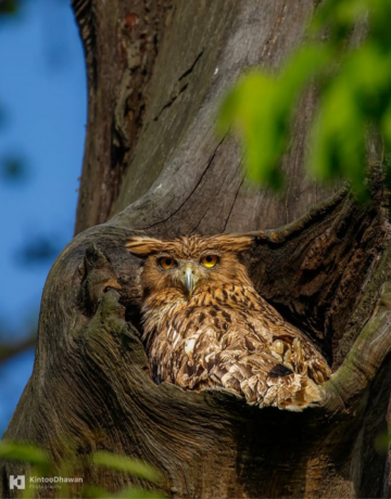 Wildlife Photography in Panna National Park