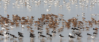 Birdwatching In Texel