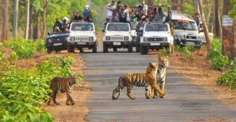 Hotels In Jim Corbett
