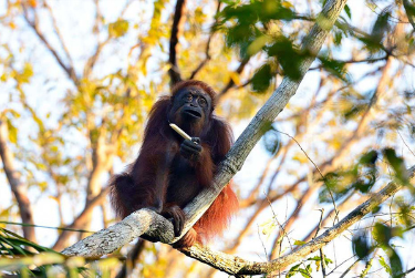 borneo