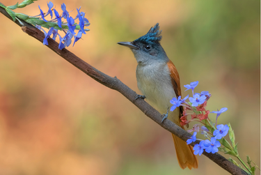 Central India