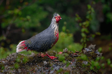 Blood Pheasant