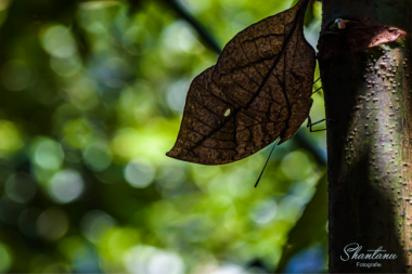 Blue Oakleaf butterfly, Amboli