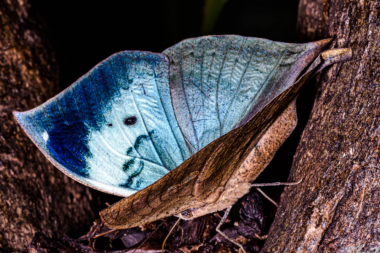 Blue Oakleaf, Open Wing, Amboli