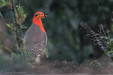 Blyth's Tragopan