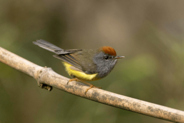 Broad-billed warbler