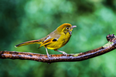 Chestnut-tailed Minla