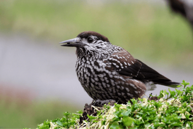 Eurasian Nutcracker