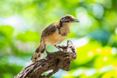 Greater Necklaced Laughingthrush