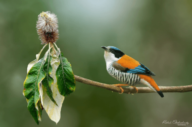 Himalayan Cutia