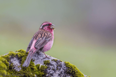 Himalayan White-browed Rosefinch