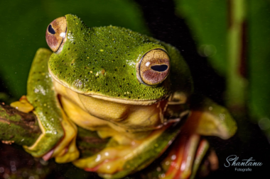 Malabar Gliding Frog, Amboli