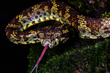 Malabar Pit Viper from Amboli