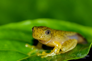 Malabar gliding froglet amboli