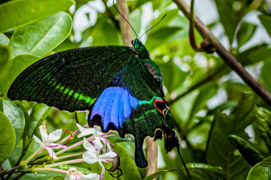 Paris Peacock, Amboli