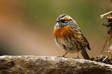 Rufous-breasted Accentor