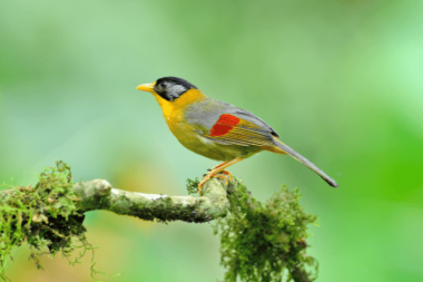 Silver-eared Mesia