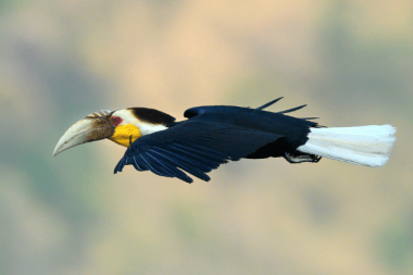 Wreathed Hornbill