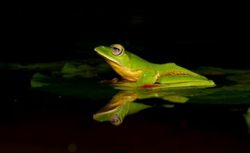 amboli_ghat_macro_photography