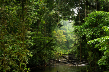 best_time_to_see_orangutans_in_borneo