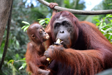 best_time_to_visit_borneo