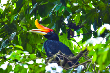 bird_watching_places_borneo