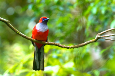 bird_watching_tours_borneo