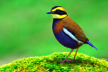 birding_in_borneo