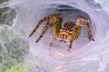 Funnel Spider, Amboli