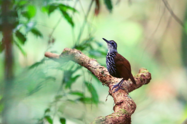 malaysia_birding_tours