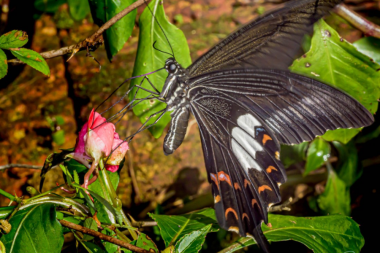 Red Helen, Amboli