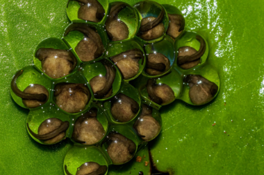 Wrinkled Frog Eggs, Amboli