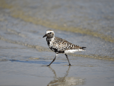 Black-bellied Plover